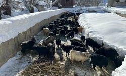 Çatak’ta Yaşam Kardan Tünellerle Sürüyor!