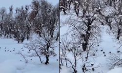 Yoğun Kar Keklikleri Köye İndirdi