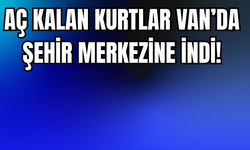 Aç Kalan Kurtlar Erciş’te Şehir Merkezine İndi!