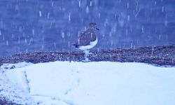 Van Gölü’nde Kuş Akını!
