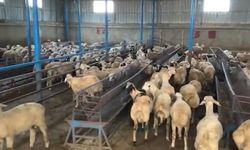 Hayvancılık yapan kişileri kandırdılar! 14 milyonluk vurgun!