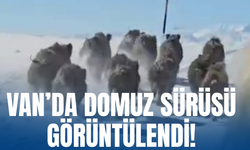 Başkale’de Yaban Domuzu Sürüsü Yerleşim Yerlerine İndi!