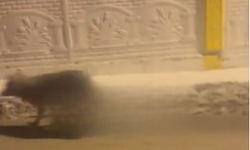 Van’da Aç Kalan Kurtlar Merkezde Görüldü