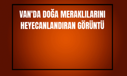 Van'da Doğa Meraklılarını Heyecanlandıran Görüntü!