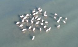 Flamingolar Bu Yıl Da Van’dan Göç Etmedi!