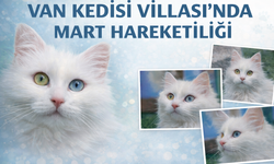 Van Kedisi Villası’nda Mart Hareketliliği: Yeni Yavrular Yolda!