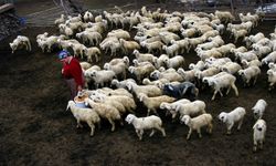 Hayvancılık Yapmak İsteyenlere Büyük Fırsat: Başvurular Nisan’da