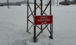 Yüksekova’da Kuduz Alarmı: Köy Karantinaya Alındı