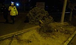 Fırtına ağaçları kökünden söktü