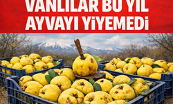 Vanlılar Bu sene Ayvayı Yiyemedi
