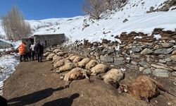 Van Başkale’de Ahır Yangını: 68 Hayvan Telef Oldu