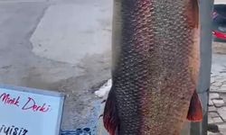 Görenleri Şaşırtan Dev Balık: Onlarca Kilo Ağırlığında