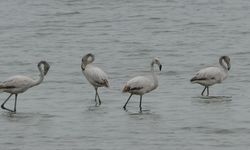 Flamingolar Van Gölü Havzasına Erken Geldi