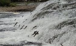 Van’ın balıkları bu yıl da jandarmaya emanet!