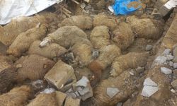 Van'da 23 Küçükbaş Hayvan Telef Oldu, 15’i Yaralı Kurtarıldı!