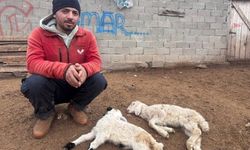 Üreticiye Kritik Uyarı! Salgın Değil İhmal Var