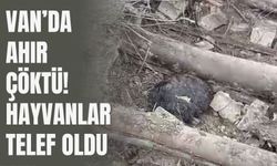 Van’da Yoğun Yağış Sonrası Ahır Çöktü: 20 Küçükbaş Hayvan Telef Oldu