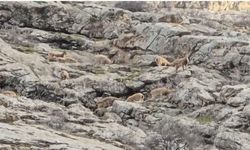 Hakkari Sümbül Dağı’nda Sürü Halinde Dağ Keçileri Görüntülendi
