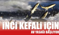 İnci Kefali İçin  Av Yasağı Başlıyor!