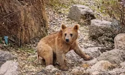 Aç ayı yavruları mahalleye indi