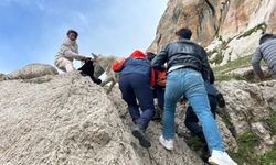 Van'da Kayalıklarda Mahsur Kalmıştı: AFAD Ekipleri Harekete Geçti!