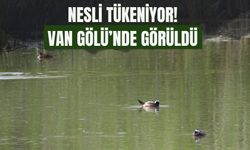 Nesli Tükeniyor! Van Gölü’nde Görüldü