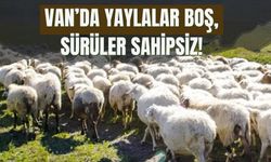 Van’da Yaylalar Boş, Sürüler Sahipsiz!