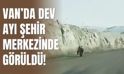 Van’da Dev Ayı Şehir Merkezinde Görüldü!