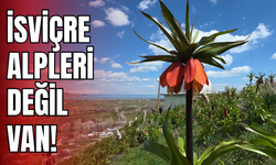 İsviçre Alpleri Değil, Van’ın Gevaş İlçesi Yamaçları!