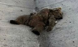 Van'da Kış Uykusundan Uyanan Ayıya Otomobil Çarptı