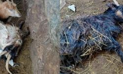 Hakkari’de Çok Sayıda Küçükbaş Hayvan Telef Oldu