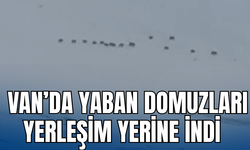 Başkale’de Yaban Domuzları Yerleşim Yerine Kadar Geldi