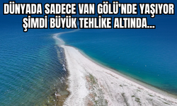 Van Gölü’nün Eşsiz Balığı Yok Olabilir!