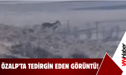 Özalp Kırsalında Tedirgin Eden Görüntü!