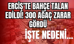Erciş’te Bahçe Talan Edildi! 300 Ağaç Zarar Gördü