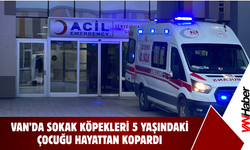 Van’da Köpek Saldırısı: Ölü ve Yaralı Var!