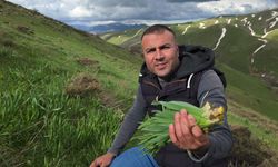 Çiriş Otu Mesaisi Devam Ediyor