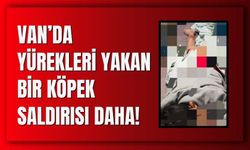 Van’da Yürekleri Yalan Bir Köpek Saldırısı Daha!