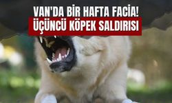 Van'da Bir Haftada Facia! Üçüncü Köpek Saldırısı