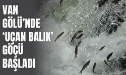 Van Gölü’nde ‘Uçan Balık’ Göçü Başladı