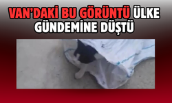 Van’da Kediye Eziyet Görüntüleri Tepki Çekti