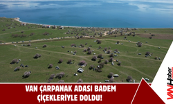 Van Çarpanak Adası Badem Çiçekleriyle Doldu!