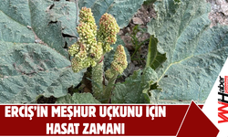 Erciş’in Meşhur Uçkunu Tezgâhlarda: Yayla Muzuna Yoğun İlgi