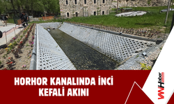 Horhor Kanalında İnci Kefali Akını