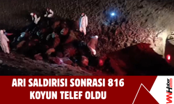 Iğdır’da Arı Saldırısı Sonrası 816 Koyun Telef Oldu!