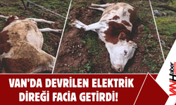 Erciş’te Devrilen Elektrik Direği Nedeniyle Büyükbaş Hayvan Telef Oldu!