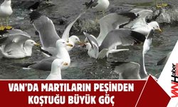 Van'da Akıntıya Karşı Kefaller Havada Martılar!