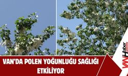 Van’da Polen Yoğunluğu Sağlığı Etkiliyor