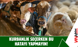 Kurbanlık Seçerken Bu Hatayı Yapmayın!