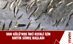 Van Gölü’nde İnci Kefali İçin Kritik Süreç Başladı